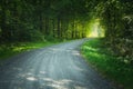 A gravel road through a green deciduous forest Royalty Free Stock Photo