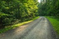 Gravel road in a green and dense forest Royalty Free Stock Photo