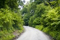 Gravel road in a green forest Royalty Free Stock Photo