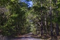 A gravel road into the Lake Talquin State Park and Forest. Tallahassee, Florida