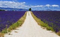 Gravel road through Lavender Field