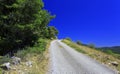 Gravel road lined with fir trees Royalty Free Stock Photo