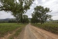 Gravel road lined with trees Royalty Free Stock Photo