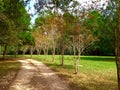 Gravel road lined with trees with orange leaves in autumn Royalty Free Stock Photo