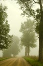 Gravel road old trees drown in morning fog