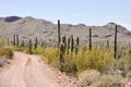 Gravel road, Organ Pipe Cactus National Park, Arizona Royalty Free Stock Photo