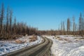 Gravel road passing through a dead forest Royalty Free Stock Photo