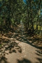 Gravel road shaded by lined trees Royalty Free Stock Photo