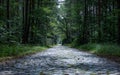 Gravel road stretches through dense forest, with tall trees on either side Royalty Free Stock Photo