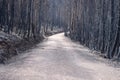 Gravel Road trough Burnt Forest