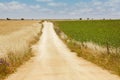 Gravel road between wheat and green field. Harvest time