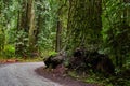 Gravel road winding through ancient Redwoods forest
