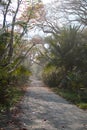 Road Into the Palm Tree Jungle Osa Peninsula