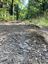 gravel road in the woods with sun shining through the trees Royalty Free Stock Photo