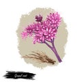 Gravel root digital art illustration isolated on white. Eutrochium purpureum, purple Joe-Pye weed, kidney-root,sweetscented joe