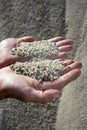 Gravel sand in man hands in quarry background
