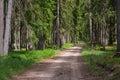 Gravel and sand road in the pine forest. Diminishing perspective of the path in the woods. Walking or driving through the trees on Royalty Free Stock Photo