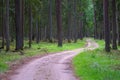 Gravel and sand road in the pine forest. Diminishing perspective of the path in the woods. Walking or driving through the trees on Royalty Free Stock Photo