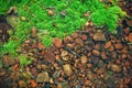 Gravel stones and the moss