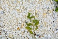 Gravel texture of white, yellow small natural stone rubble, sparse green grass Royalty Free Stock Photo