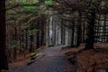 Gravel Trail Cuts Through Dense Pine Forest Royalty Free Stock Photo