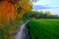 Gravel trail path surrounding a green rice field and forest