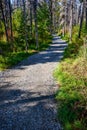 Gravel trail to Brooks Falls, sunny day in the forest, trees damaged by bark beetle infestation, Katmai National Park, Alaska, USA Royalty Free Stock Photo