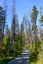 Gravel trail to Brooks Falls, sunny day in the forest, trees damaged by bark beetle infestation, Katmai National Park, Alaska, USA Royalty Free Stock Photo