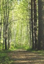 Gravel and Tree Avenue; Forest walkway