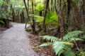 Gravel walking path winding through natural New Zealand rainforest Royalty Free Stock Photo