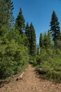 Gravel Walking Trail in California Woods Royalty Free Stock Photo