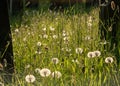 Graves at Llantysilio Parish Church near Horseshoe falls Royalty Free Stock Photo