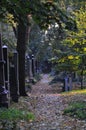 Graves in the old Jewish cemetery in Wroclaw, Wroclaw, Poland, Europe 2018