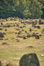 Graves at Viking Graveyard Lindholm Hoje in Denmark