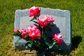 Gravestone in Country Cemetery Royalty Free Stock Photo