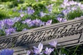 Gravestone in the historic South Ealing Cemetery, Victorian burial ground in west London, with purple crocuses growing in the gro