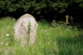 Gravestone in an overgrown graveyard Royalty Free Stock Photo