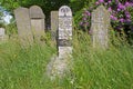 Gravestones at the old cemetery on the Zuiderweg in Hoogeveen