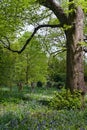 gravestones in the woods during springtime Royalty Free Stock Photo