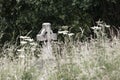 Graveyard with cross shaped headstone isolation loneliness Royalty Free Stock Photo