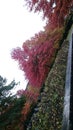 Graveyard green spring afterlife village life tree outside