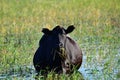 Gravid cow in water while eating grass