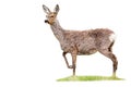 Gravid roe deer doe standing on grass cut out on blank