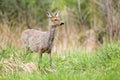 Gravid roe deer female grazing grass on green meadow in spring nature. Royalty Free Stock Photo