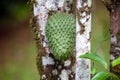 Graviola fruit on the tree, Annona muricata