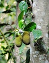 Graviola growing on the tree in Sri Lanka Royalty Free Stock Photo