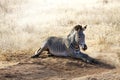 Gravy Zebra laying on the ground in Samburu National Reserve