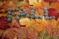 The word Fall spelled with acorn hats