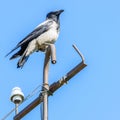 A gray adult crow with black wings and beak sits on a pipe on a sunny day