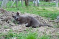 Gray adult domestic cat